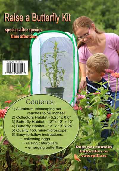 How to raise butterflies from scratch!