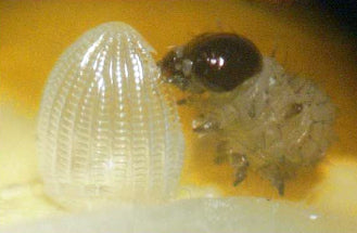 Raising Butterflies from Eggs